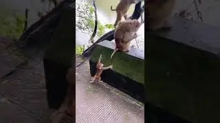 🥺🐒  #monkey #mono #salto #bebe #animales
