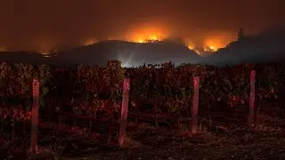 Reality of the Wildfire Impact on the 2020 Winegrape Crop