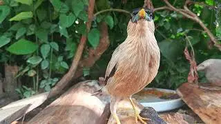 Decoding Morning Bird Feeding Rhythms