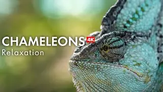 Unwind with Chameleons & Relaxing Music