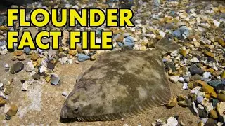 Flounder: Fact File (British Wildlife Facts)
