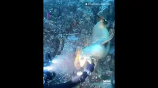 Playful sea lion frolics with diver
