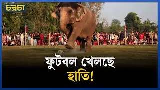 নেপালের হাতি উৎসব | Elephant Football | Wildlife Event | Chaarcha