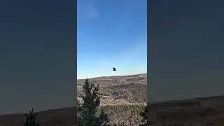 Pissing in with vultures like a broken sprinkler &mdash; zero aim, max chaos.