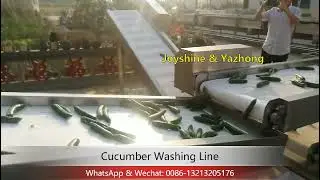 Cucumber Washing Line / Cucumber Cleaning Line / Vegetable & Fruit Washing Line