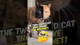 🐾 Meet Venus: The Two-Faced Cat That Broke the Internet! 😻🔥
