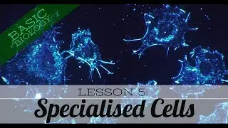 Basic Biology. Lesson 5: Specialised Cells (GCSE Science)