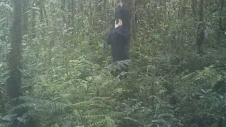 Malayan sun bear