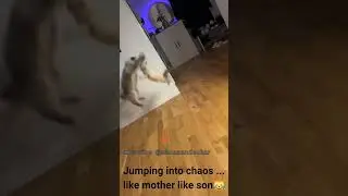 😹🇸🇪#RagdollCats #FunnyPets #CuteCats #CatJump #FurryChaos #YouTubeShorts #TikTokCats #SanaAndSukar