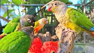 Watermelon is a fruit that birds love to eat : Green cheek conure parrot.