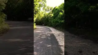Food Trucks For Birds tour &lsquo;22 Key Largo Dagney Johnson state park hammocks