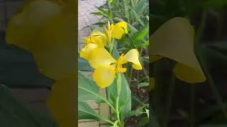 ดอกพุทธรักษา Canna Lily कैना लिली #flowers #cannalily #พุทธรักษา #nature #garden #plantstory