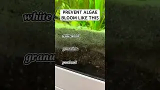 Prevent Algae Blooms with the Right Substrate Layering!