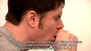 SIMON THE GORILLA