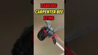 MASSIVE Carpenter BEE Sting Ranked!