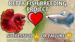Betta Fish Breeding Project | Fighter Fish Breeding
