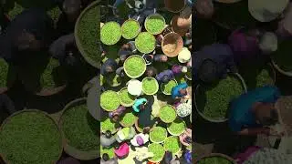 A spectacular scene at the tea trading market in Hongxing Town, Ya'an City, Sichuan Province.