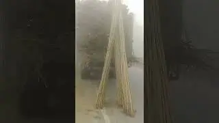 poplar 110 varieti Sitapur UP
