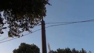 Loud birds at dusk in Samarkand