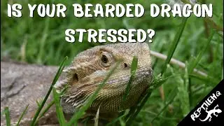 Why Your Bearded Dragon Is Stressed Out - You Won't Believe What's Causing It!
