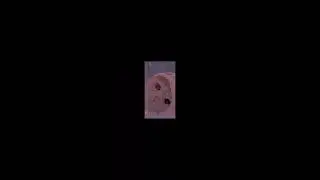 beautiful cats pictures and funny video 😆😆😆😅😅😅😇😇😇😇🫠🫠🫠🫠