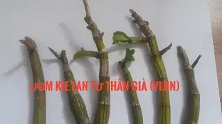 p23 ươm kie  lan dendro bằng thân già rất hay #orchid #hoalandep#caycanh