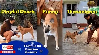 Playful Pooch Funny Shenanigans
