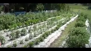 A Farm Homestead , Major Family Farm Summer 2018 The Dirt Journal # 52  By : Quest For Details