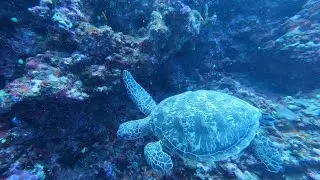 Tombant Saint Etienne - Tahiti Punaauia - Polynesie fran&ccedil;aise