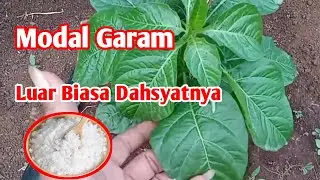 Luar biasa dahsyatnya Cara Menggunakan Garam Buat Tanaman Cabe Tumbuh subur
