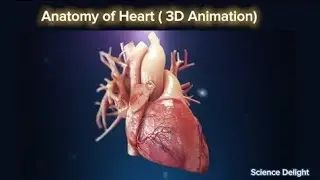 #human heart ❤️ Working animation #class10 #biology #ncert #cbseboard #upboardexam