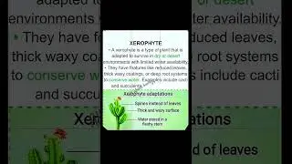 Characteristics of Xerophytes #biology #botany #xerophytes
