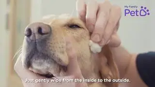 How To Clean Your Dog's Eyes - My Family Vets