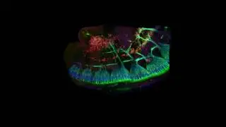 The pelvic ganglion at E11.5 in an Olig2 null mutant
