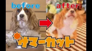 【プロのトリマー】キャバリア犬をトリミングしてもらったよ【サマーカット】