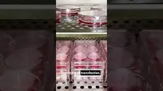 Трансфекция не удалась? Проверьте номер пассажа клеток.