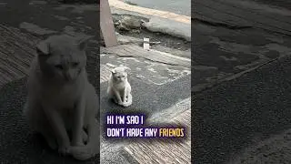 I&rsquo;M SAD I DON&rsquo;T HAVE ANY FRIENDS | Cat Meme #fyp #trending #cute #viral #shorts