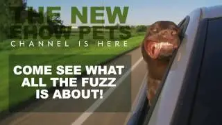 The New eHow Pets