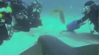 Deep Six Divers