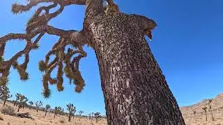 Joshua Tree National Park | Cholla Cactus Garden & Hidden Desert Trails.