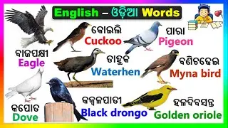 English Odia words | word book | English odia dictionary | Basic Word meaning practice | Birds name