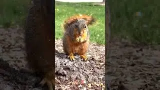 Squirrel loves BLADEE #bladee #draingang