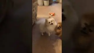 Cute Pomeranian playtime: overjoyed and squeaky toys