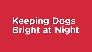 Keeping Dogs Bright at Night - Vets Now Pet Safety Advice