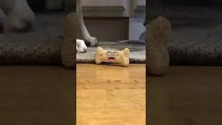 A Day in the Life of Dog Biscuits