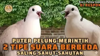 PUTER PELUNG SUARA PANJANG SALING SAHUT SAHUTAN AMPUH BUAT PANCINGAN JOSS ‼️