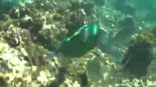 Zodiak Ride to Duck Island Noumea
