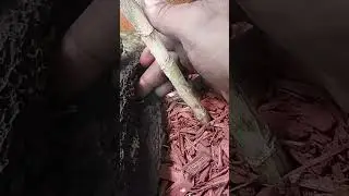 Burmese python handling tips and tricks.