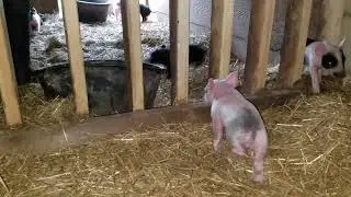 a more natural farrowing pen at work
