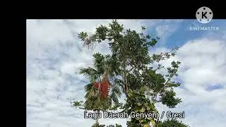 Wali Ayah || Lagu Daerah Genyem/Gresi || JN Channel